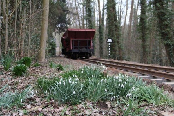 048 Erste Frühlingsboten, trotz des &quot;Wetters&quot;<br />Foto Regine M.